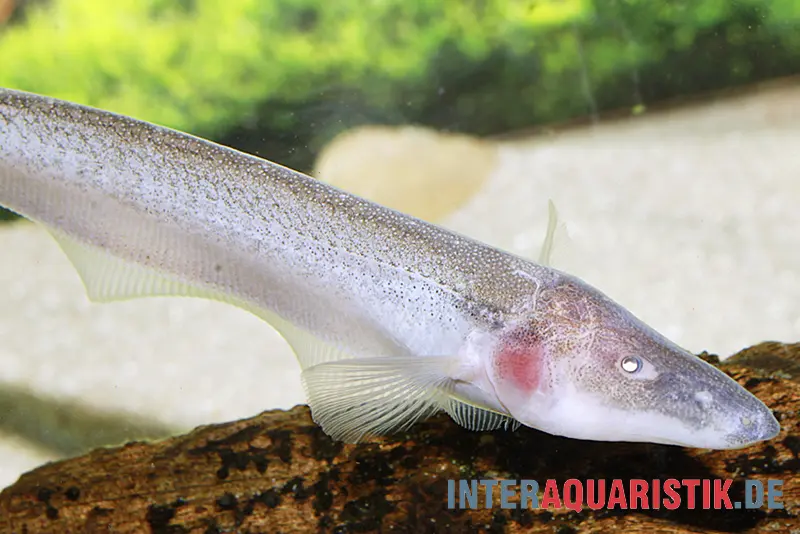 Poisson-couteau pélican, Compsaraia samueli