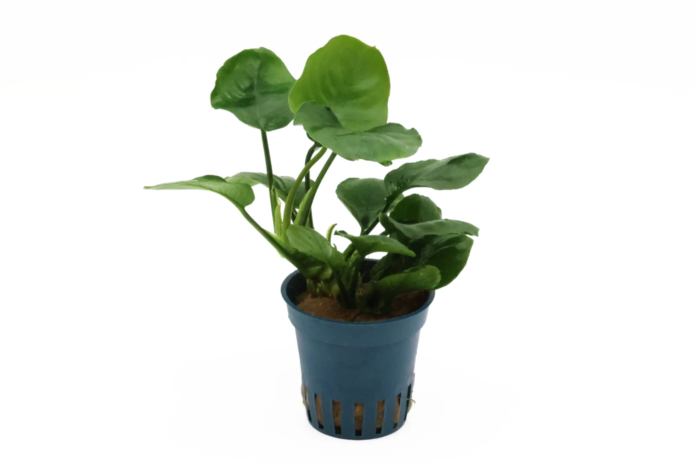 Anubias à feuilles rondes, Anubias barteri « Coin Leaf », en pot