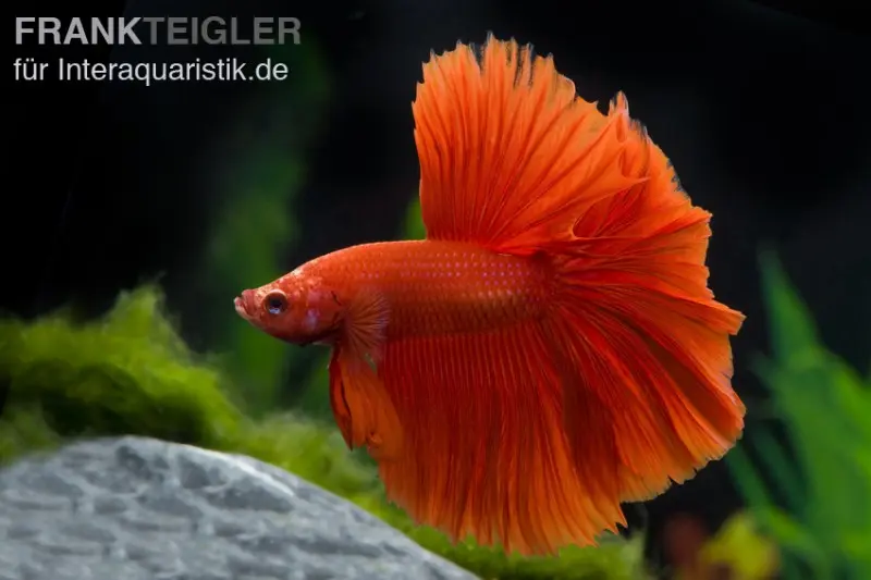Combattant Halfmoon rouge, mâle, Betta splendens