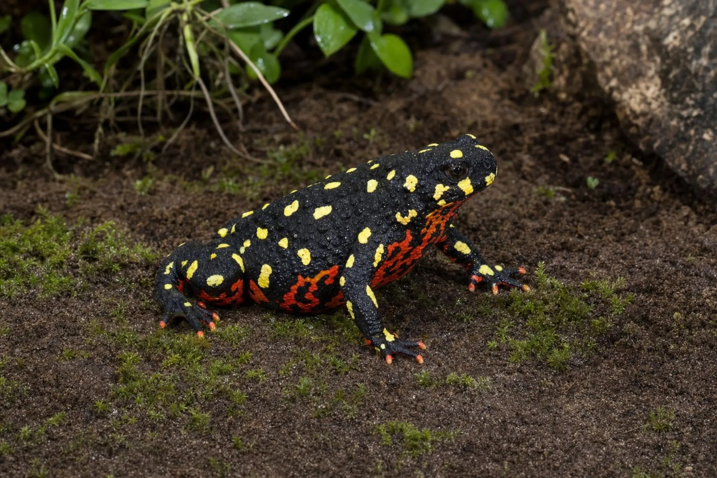 Crapaud bourdon, Melanophryniscus klappenbachi
