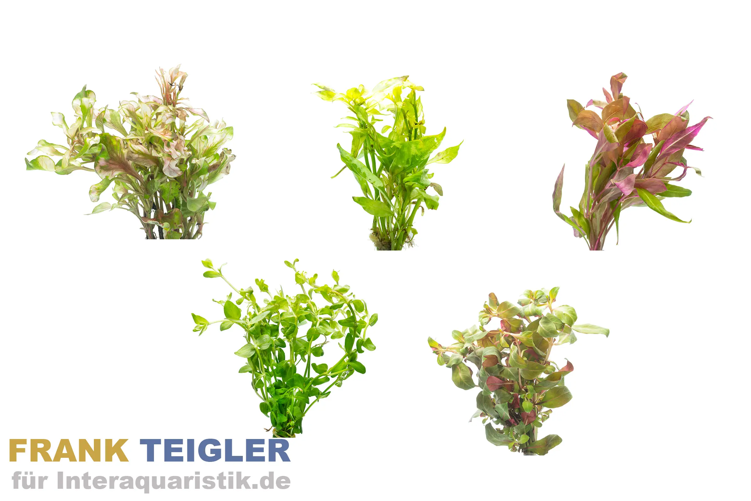 Plantes d’aquarium de 2e choix, 5 pièces en mix, plantes en botte