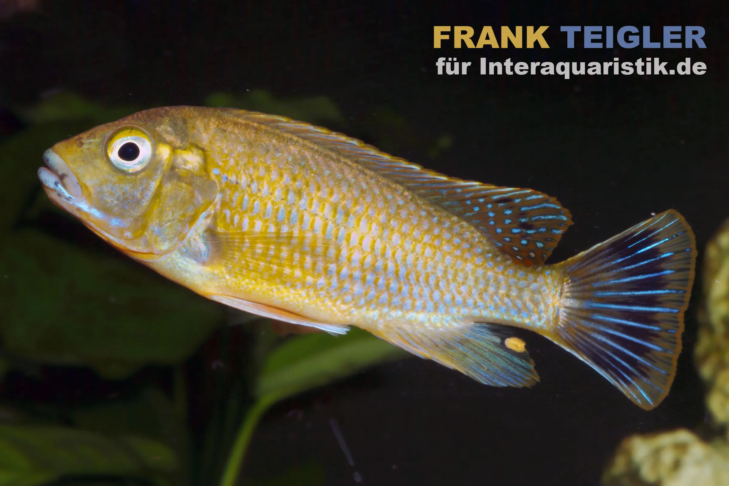 Incubateur buccal à lèvres bleues, Pseudotropheus williamsi Blue Lips, élevage allemand
