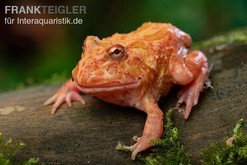 Grenouille Pacman fraise, Ceratophrys cranwelli strawberry