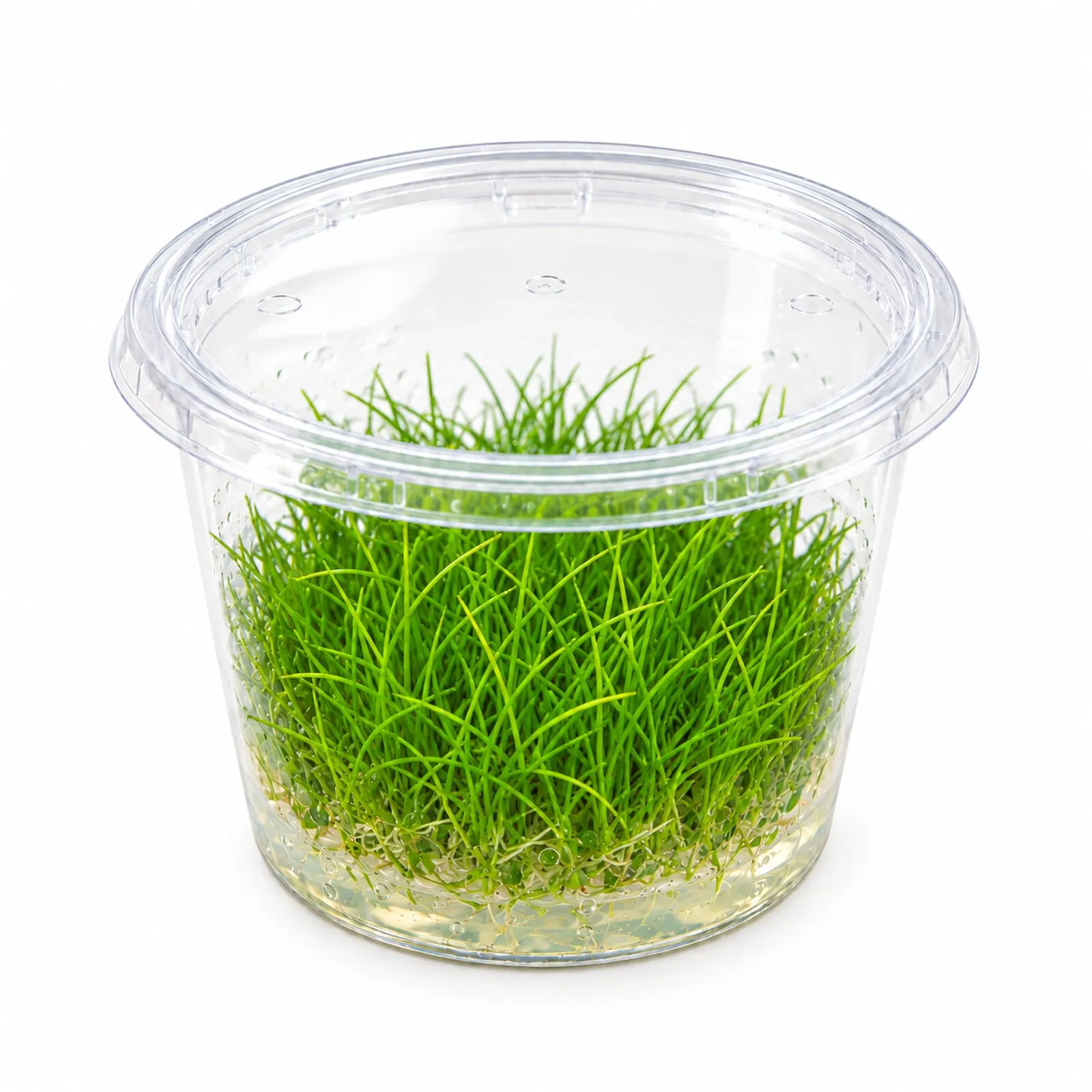 Éléocharis, Eleocharis acicularis, In Vitro