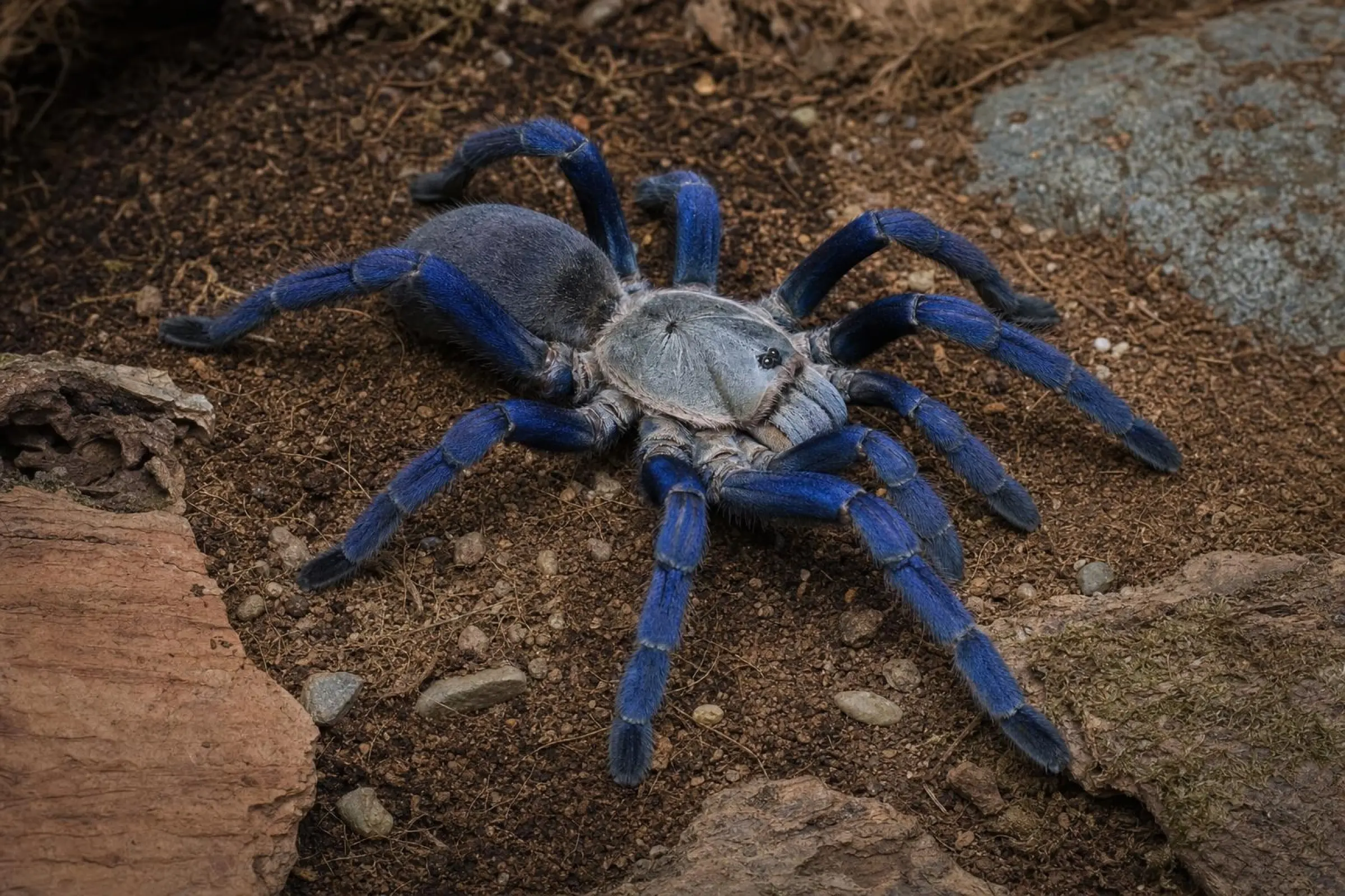 Mygale bleu cobalt, Haplopelma lividum