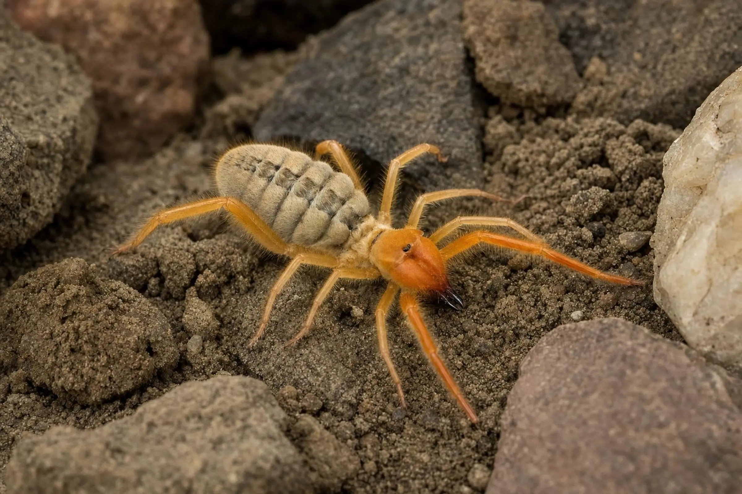 Solifuge Paragaleodes, Paragaleodes sp.