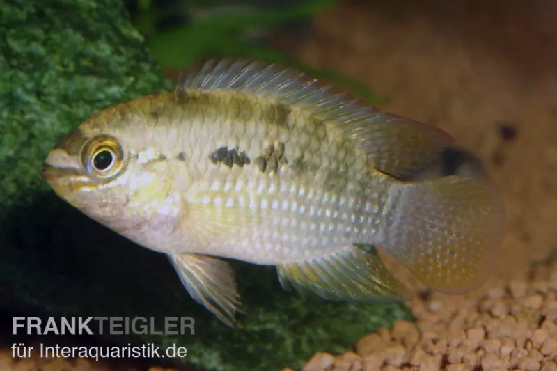 Cichlidé dorsigerus, Aequidens dorsigerus
