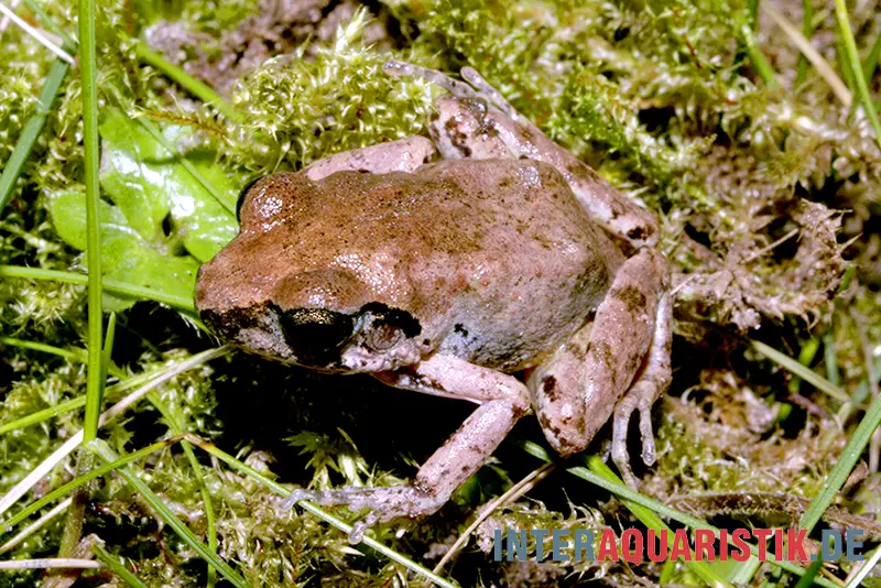 Grenouille de rivière Ahl, Phrynobatrachus latifrons