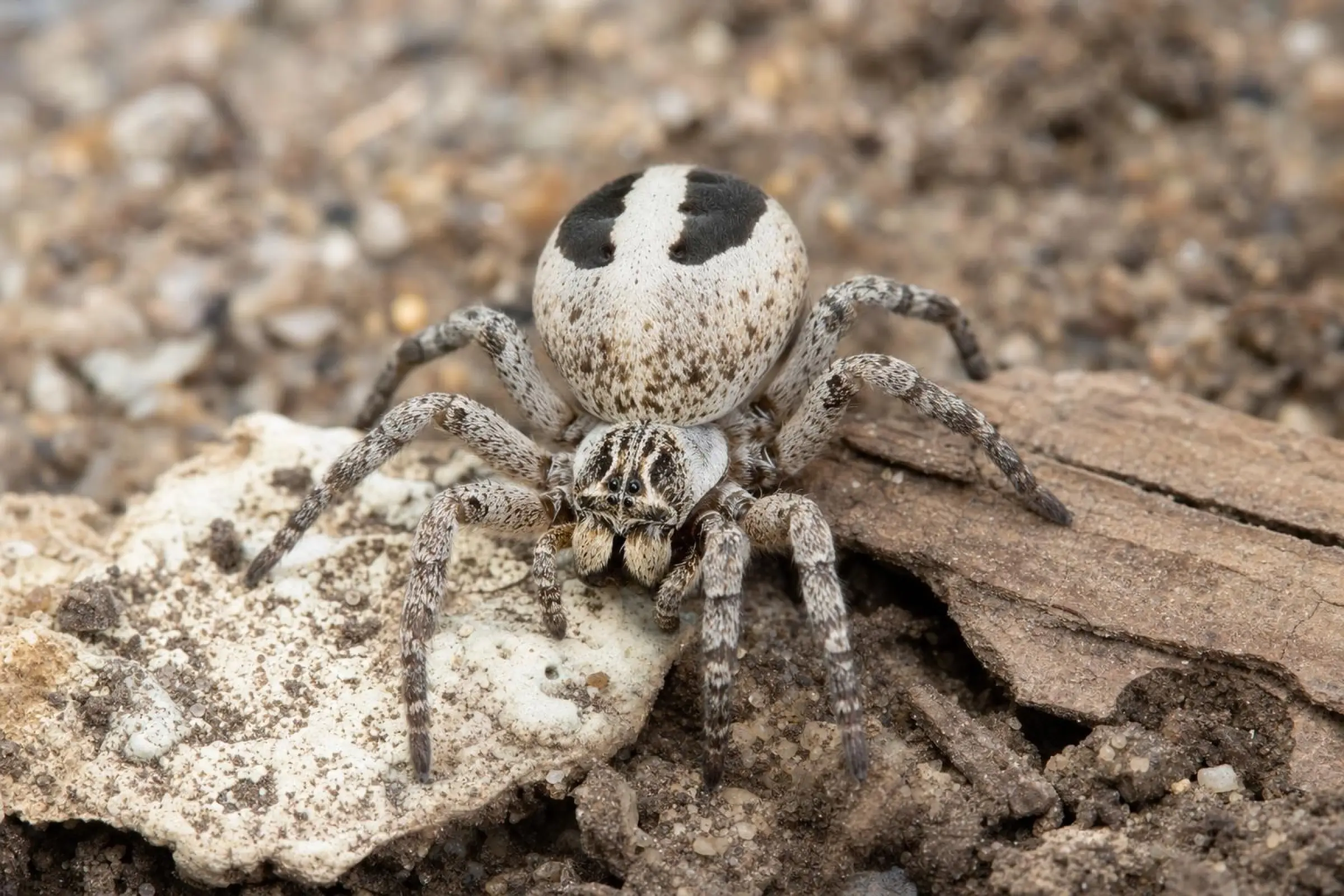 Araignée-velours rayée, Stegodyphus lineatus