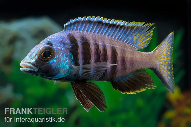 Incubateur buccal Mandalawi, Placidochromis « Electra Superior », élevage allemand