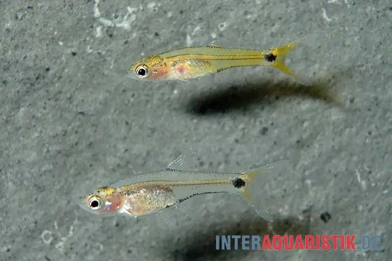 Barbus naine africaine, Barboides gracilis