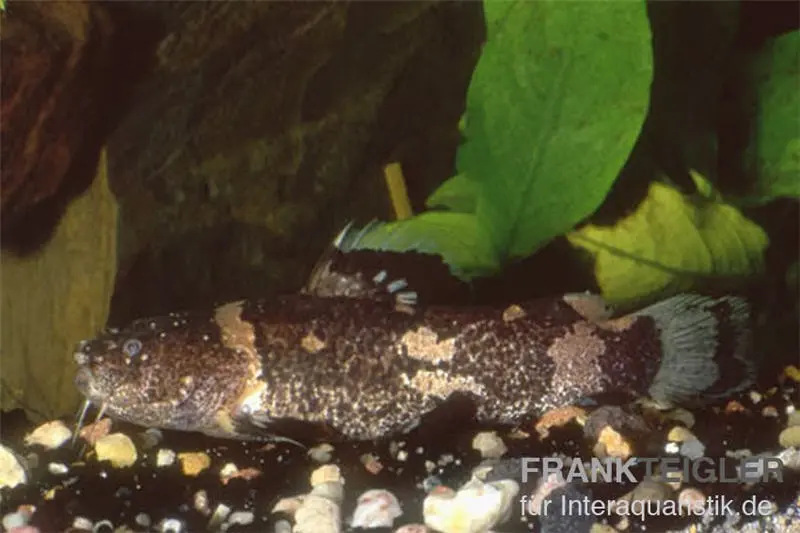 Silure arlequin nain, Microglanis poecilus, 3-4 cm