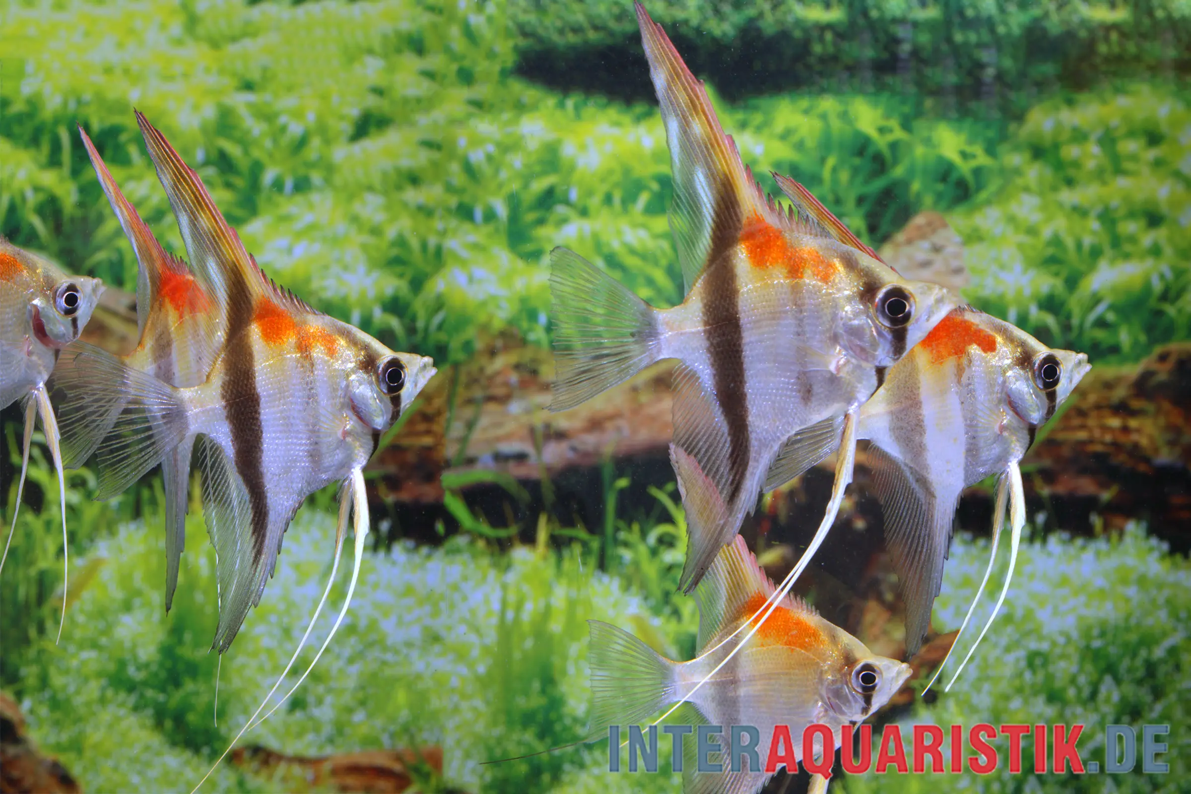 Scalaire dos rouge Amapa Red Back, Pterophyllum scalare
