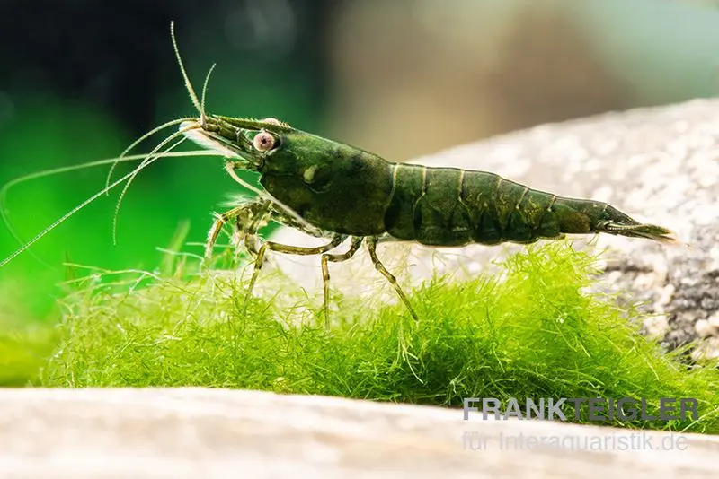 Crevette Dark Green, Neocaridina denticulata