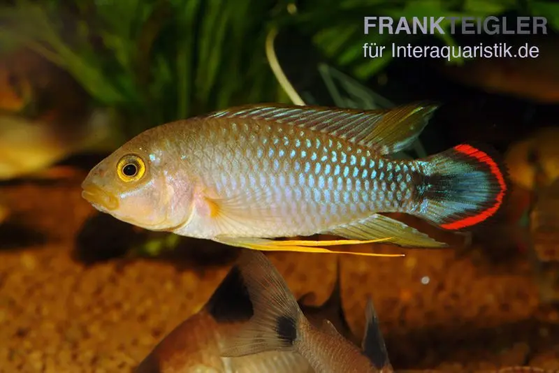 Cichlidé nain de Panduro, Apistogramma panduro, par couple