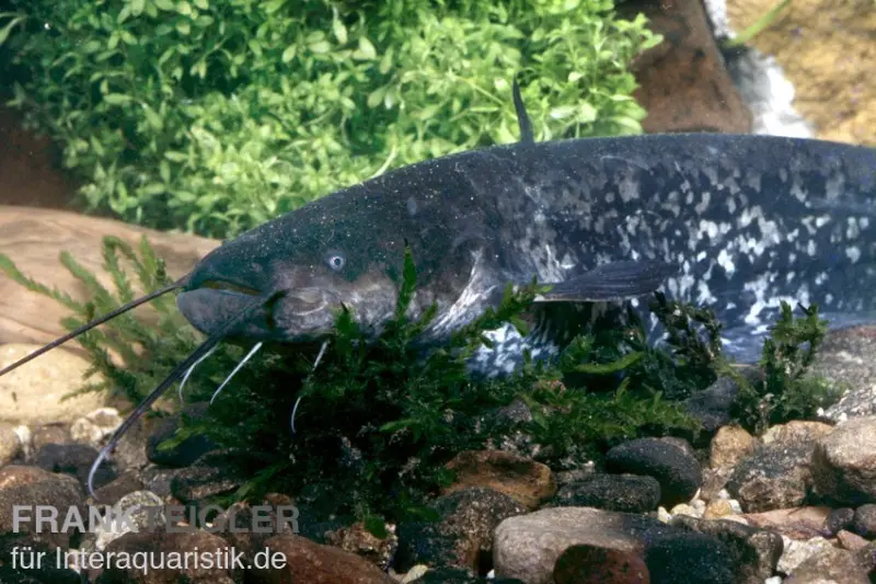 Silure glane, Silurus glanis, silure, 20-25 cm (eau froide)