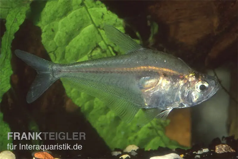 Tétra prédateur bossu, Charax gibbosus