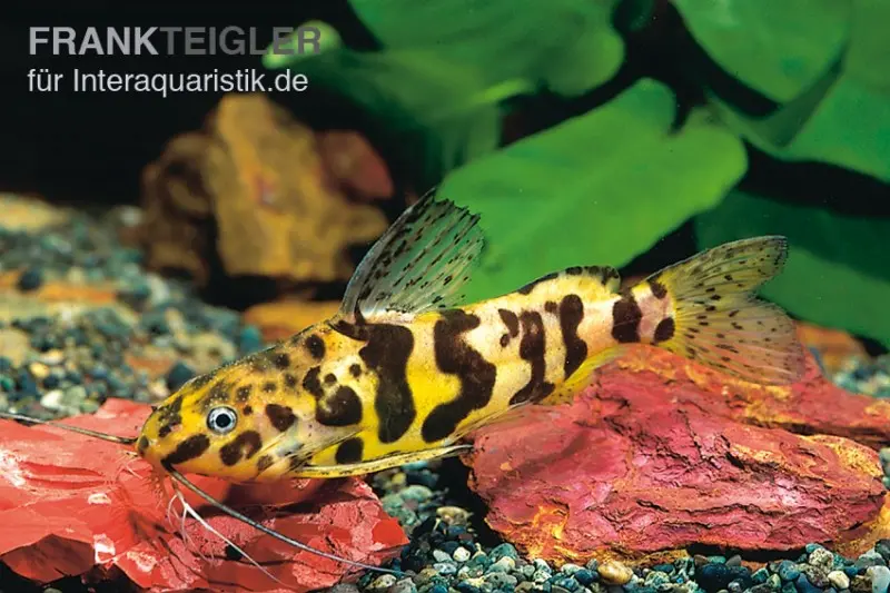 Silure à barbillons plumeux marbré, Synodontis schoutedeni, 5-7 cm