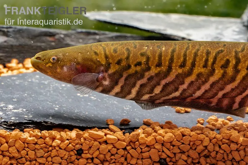 Poisson-couteau annelé, Gymnotus carapo, 11-15 cm