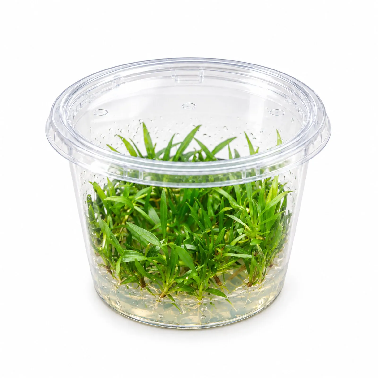 Plante épée naine à port gazonnant, Helanthium tenellum « Green », in vitro