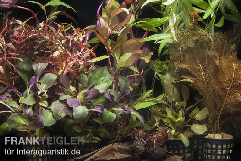Assortiment de plantes d’aquarium « Rouge » pour aquarium de 100-120 cm, set de plantes d’aquarium