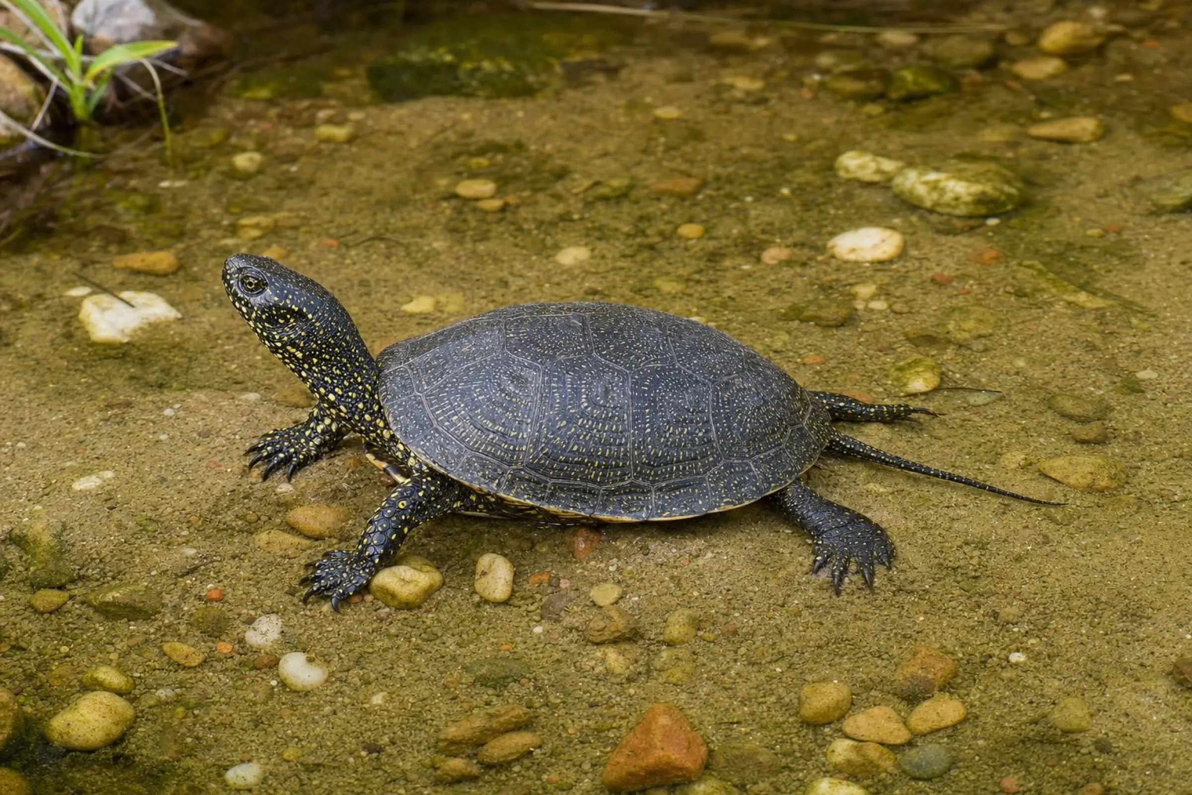Cistude d’Europe, Emys orbicularis