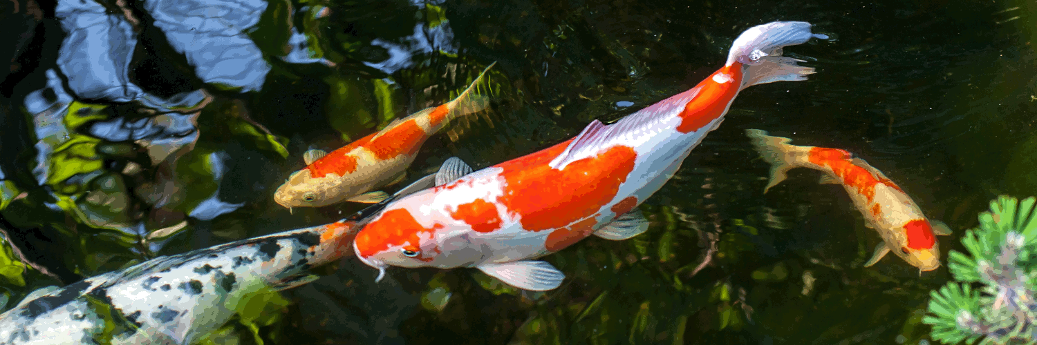 Kaufen Sie Koi & Kapan-Koi bei uns im Shop, Bild von Koi im Naturteich
