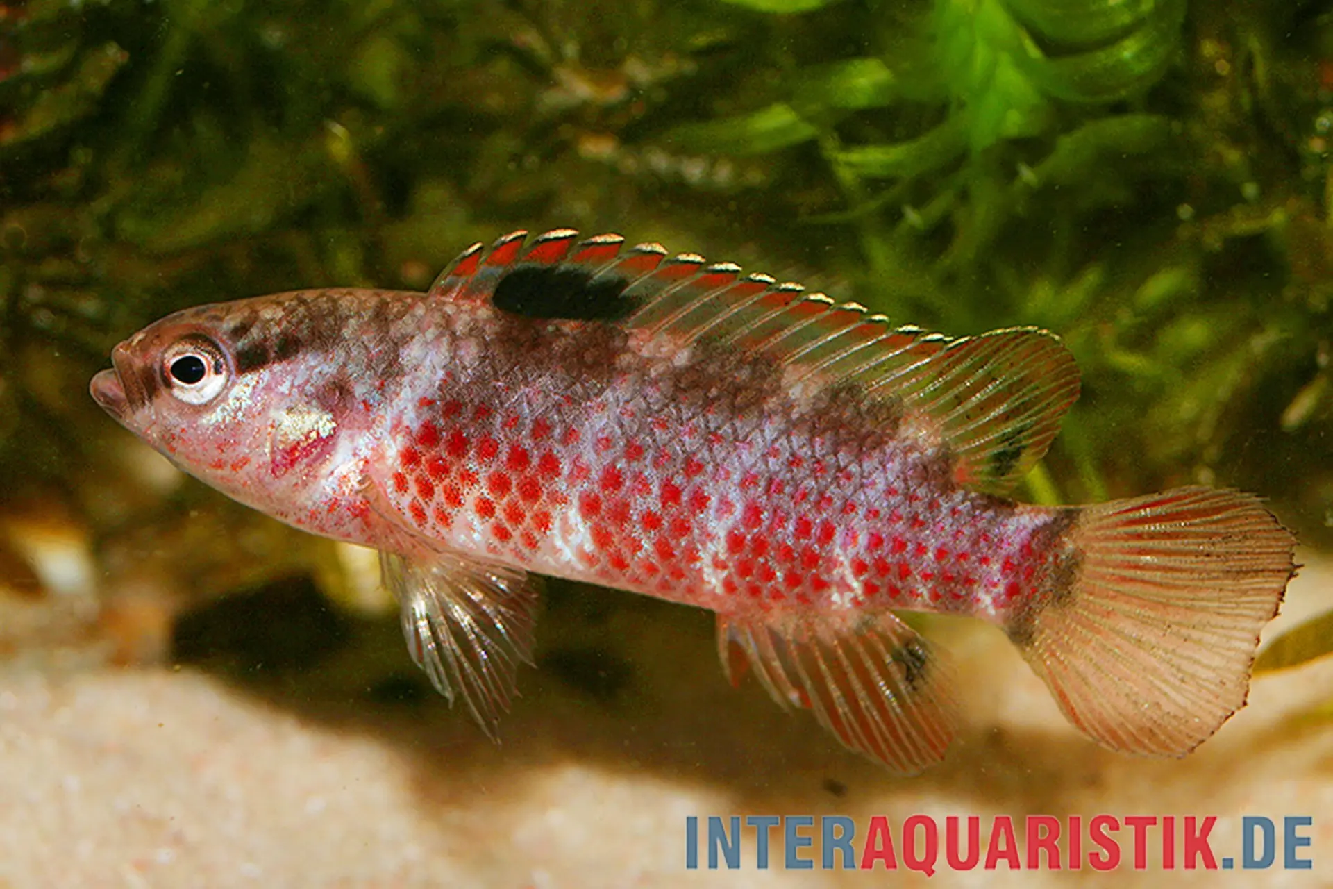 Perche bleue de la rivière Singen « Buxar », Badis singenensis
