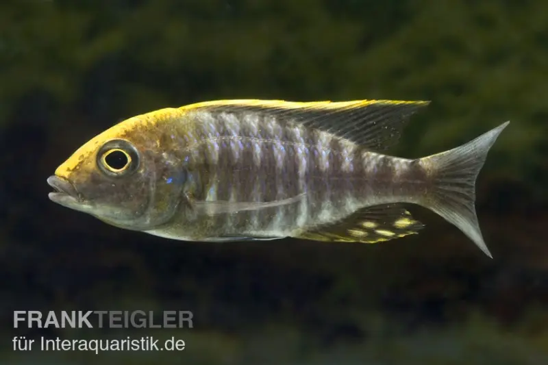 Aulonocara tête de soufre, Aulonocara maylandi, élevage allemand