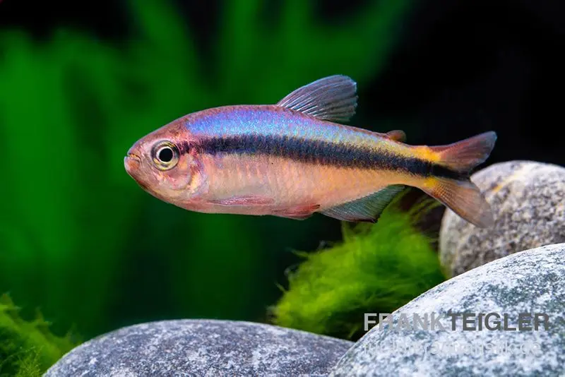 Tétra bleu du Tapajós, Hyphessobrycon melanostichos