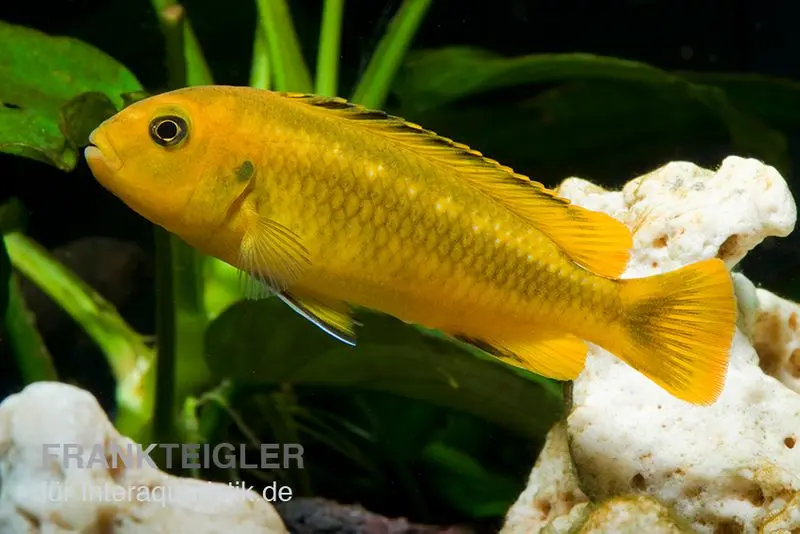 Incubateur buccal cobalt-orange, Melanochromis interruptus, 4-5 cm