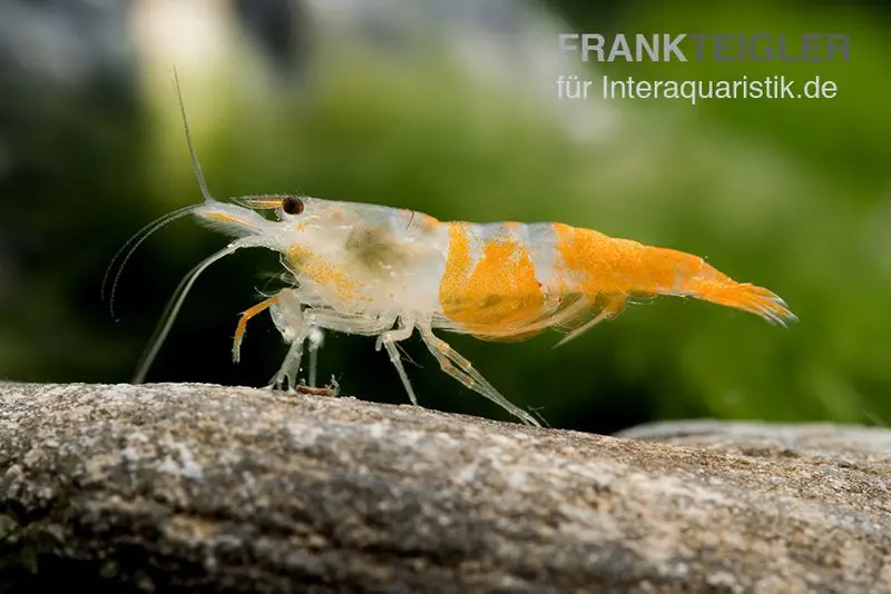 Crevette Yellow Jade Rili, Neocaridina davidi