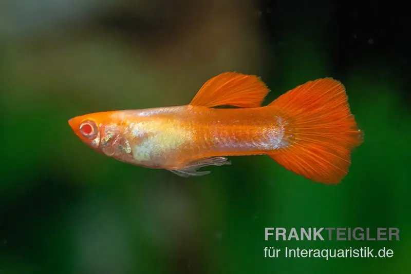 Guppy albinos Koi, Poecilia reticulata, par couple