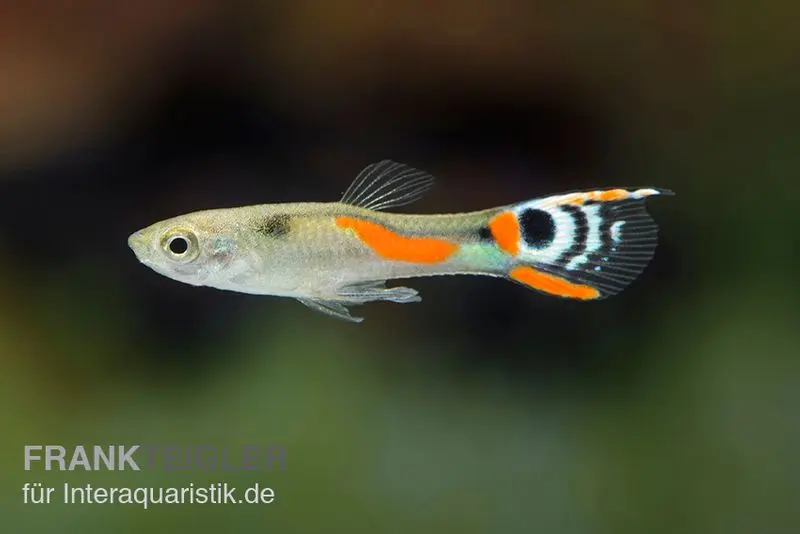 Guppy Endler White Peacock, Poecilia wingei « White Peacock », élevage allemand, par couple