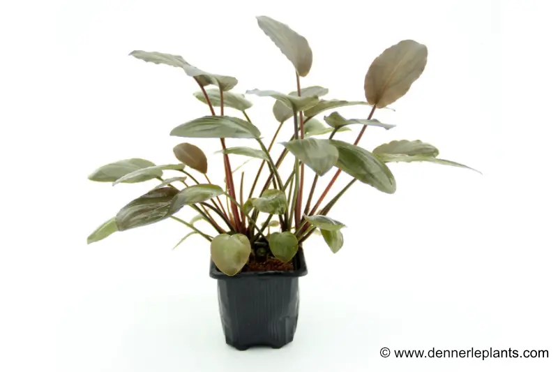 Lagenandra de Meebold, Lagenandra meeboldii « Rouge », pot XL, plante mère