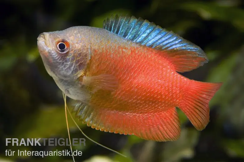 gourami nain rouge, Colisa lalia (Trichogaster lalius)