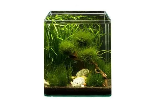 Assortiment de plantes Biosphere Cube pour nano-aquarium de 30 l, set de plantes d’aquarium