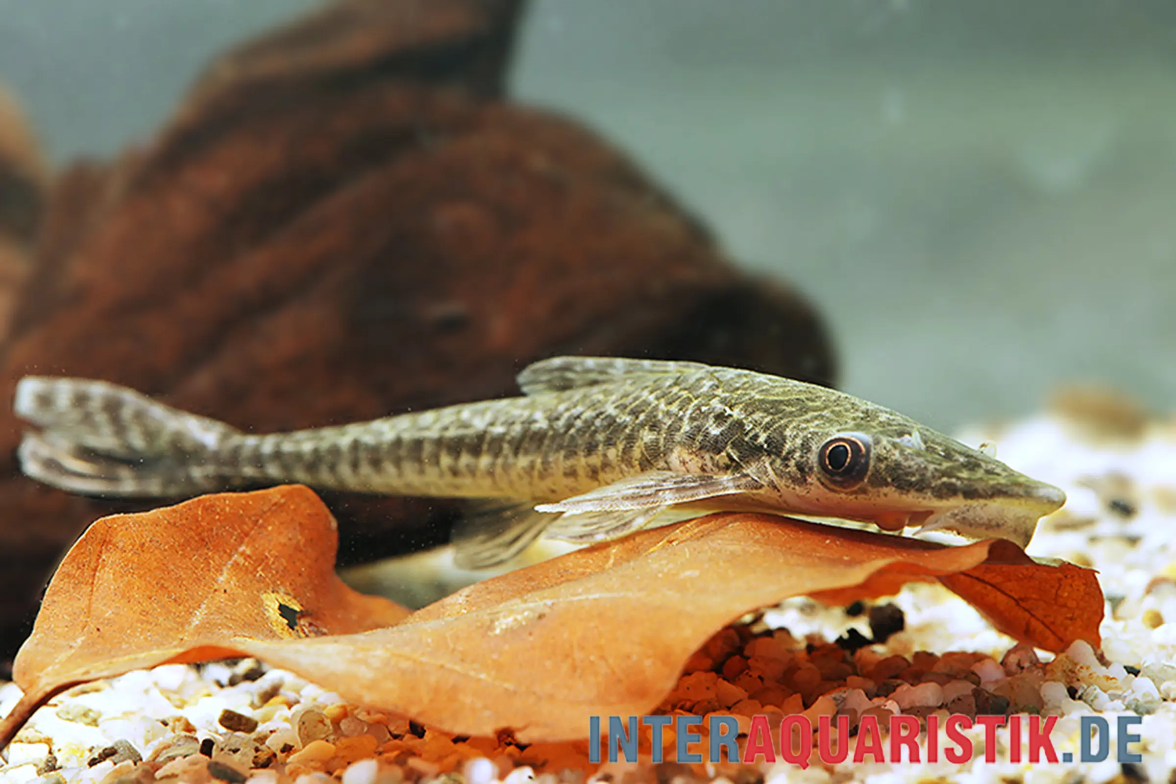 Otocinclus géant, Oxyropsis acutirostris