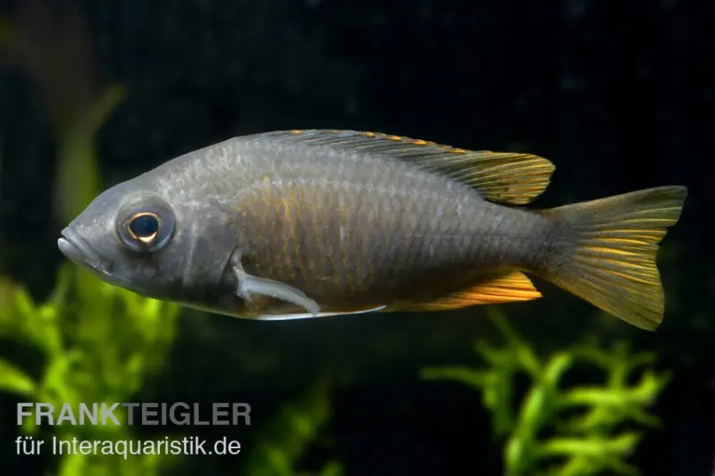 Cichlidé Kadango, Copadichromis borleyi Red Fin, 6-8 cm
