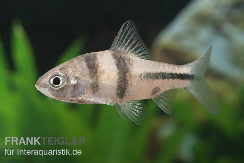 Barbus à bande noire, Barbus lateristriga, 5-7 cm