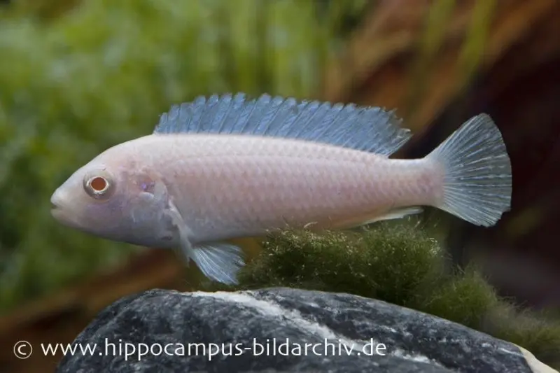 Cichlidé Snow White, Pseudotropheus socolofi Snow white