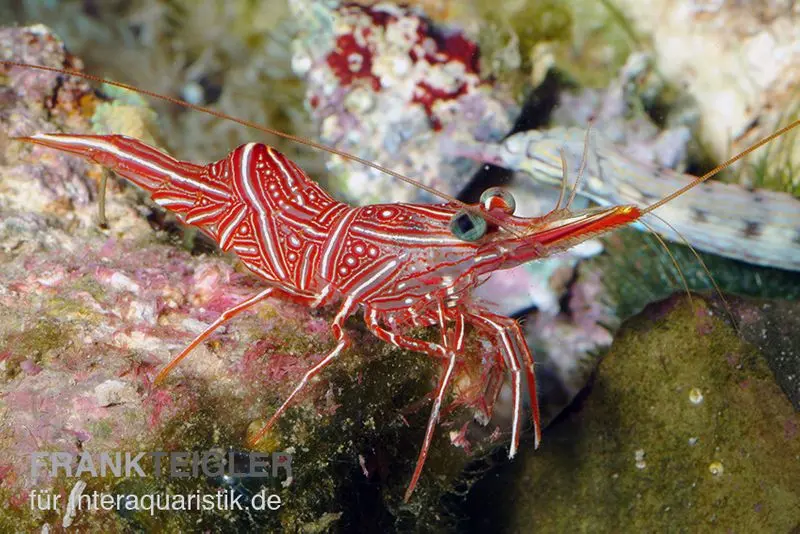 Crevette danseuse de Durban, Rhynchocinetes durbanensis