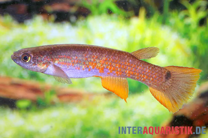Killie rectocaudatus, Laimosemion rectocaudatus