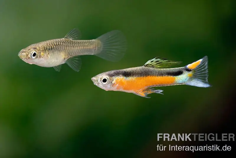 Endler guppy « Bleeding Heart », Poecilia wingei, élevage allemand, par couple