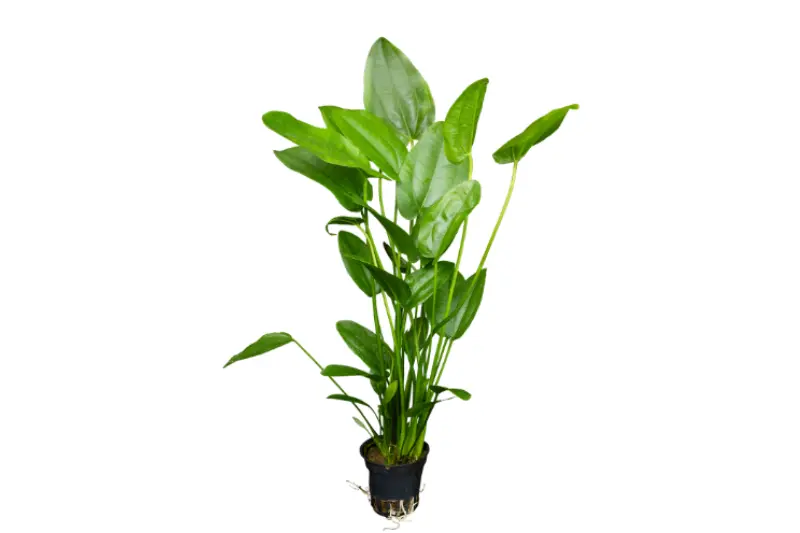 Plante-épée à feuilles cordiformes, Echinodorus cordifolius (fluitans), en pot