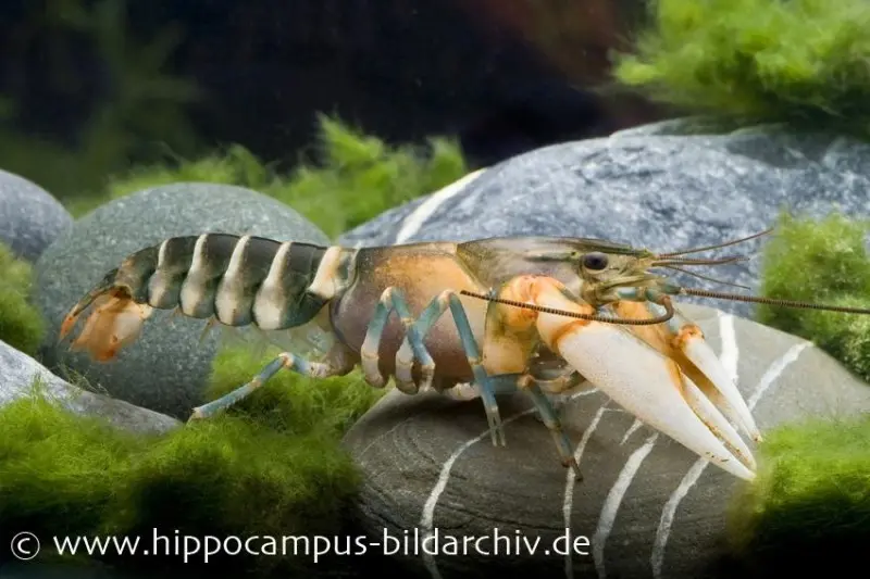 Écrevisse tigre, Cherax peknyi
