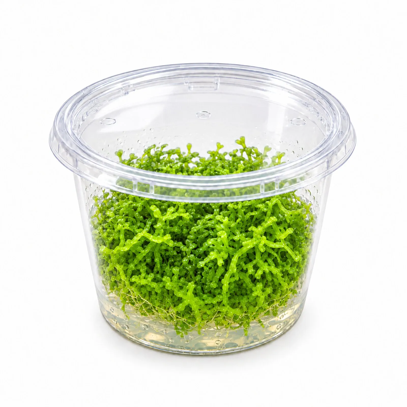 Riccie flottante, Riccia fluitans, in vitro