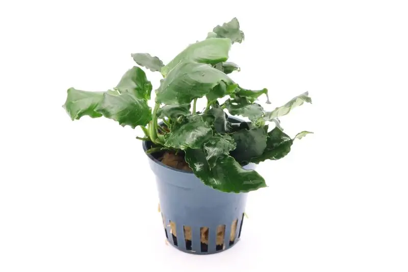 Anubias naine « Kirin », Anubias barteri var. nana « Kirin », en pot