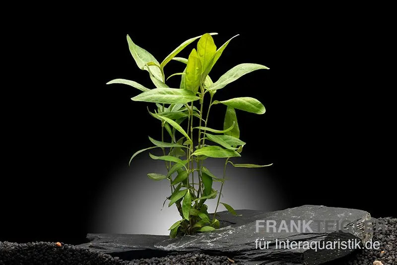 Renouée aquatique rouge foncé, Persicaria sp. "Sao Paulo", en pot