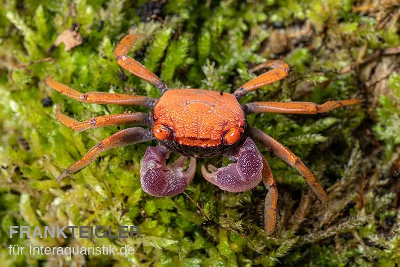 Crabe vampire disco, Geosesarma tiomanicum